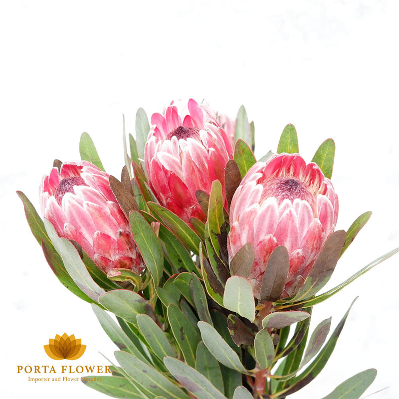 protea pink ice