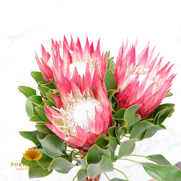 protea cynaroides madiba