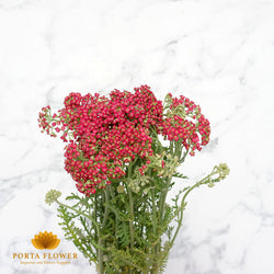 achillea paprika