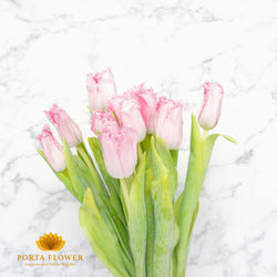 tulip frill santander