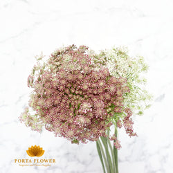 daucus carota