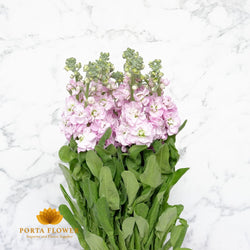 matthiola pink