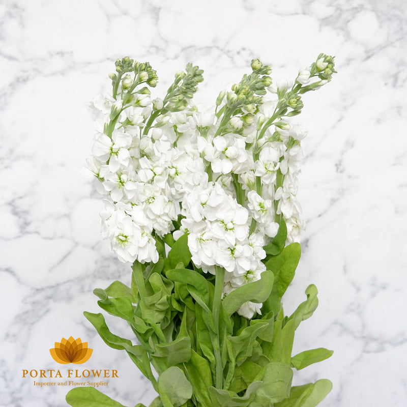 matthiola white