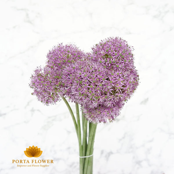 allium ambassador