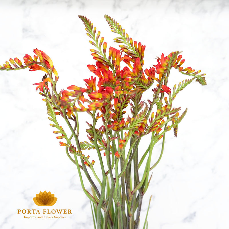 crocosmia lucifer