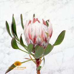 protea cynaroides