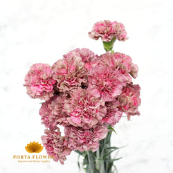 carnation extasis copper