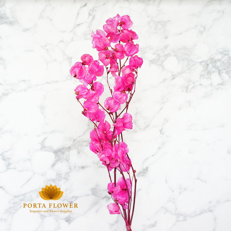 dried bougainville hot pink