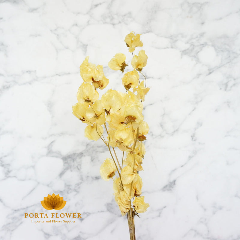 dried bougainville yellow