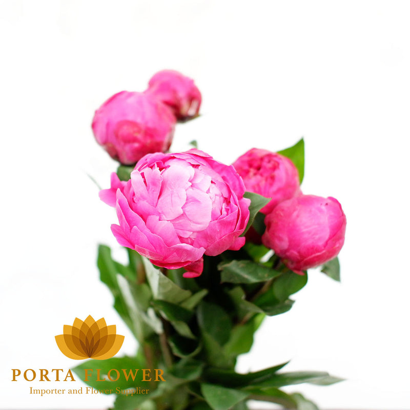 peony red bernhardt