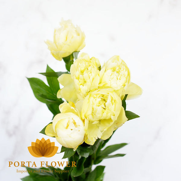 peony painted yellow