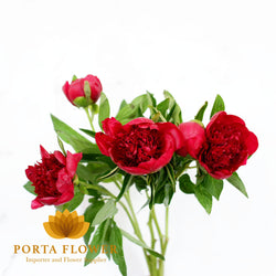 peony red charm