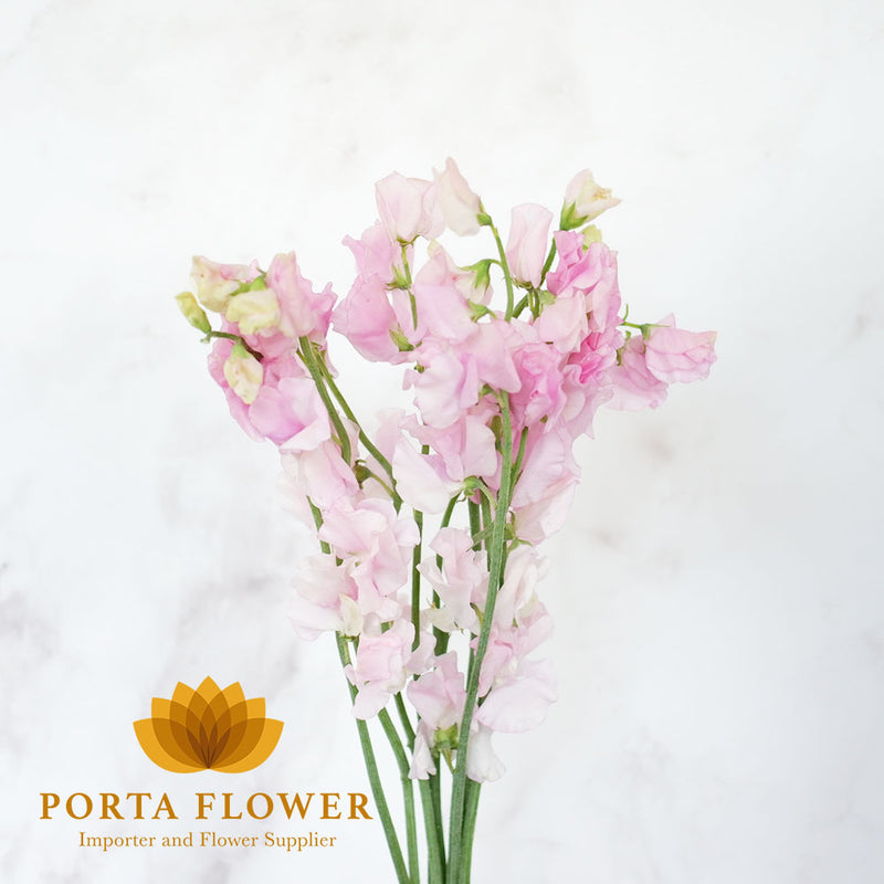 lathyrus parfum pastel pink