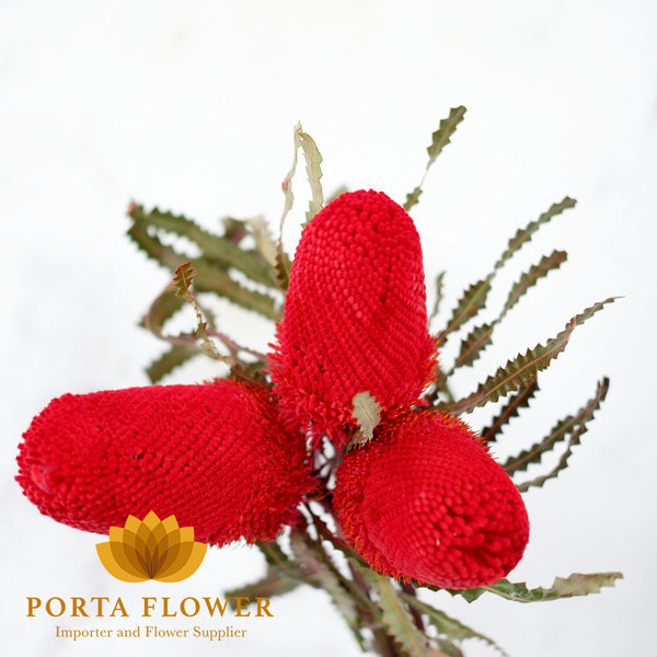 banksia prionotes red