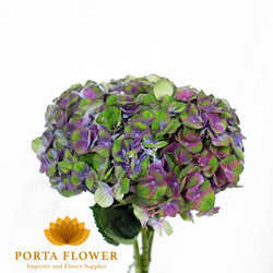 hydrangea charlotte purple