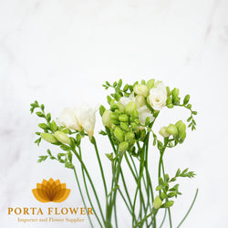 freesia double volante