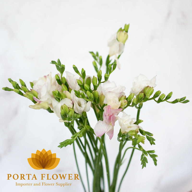 freesia double honeymoon