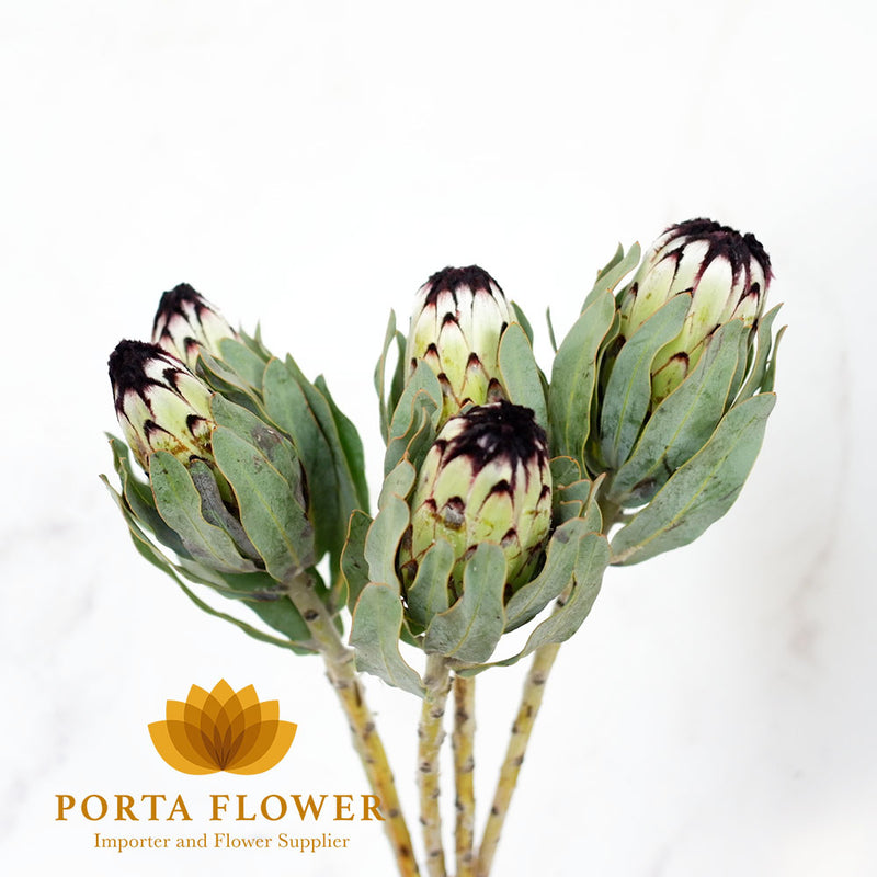 protea niobe