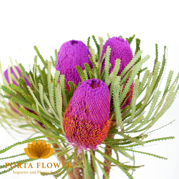 banksia prionotes purple