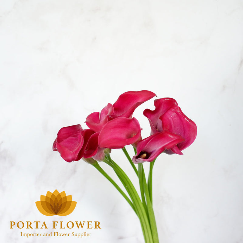 calla red charm