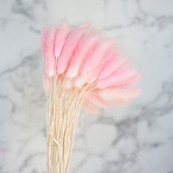 dried lagurus soft pink