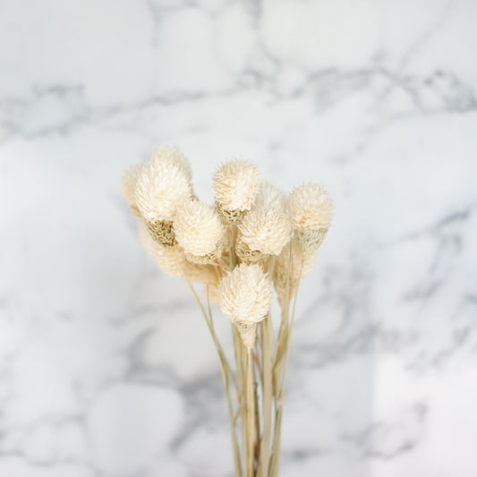 dried gomphrena white