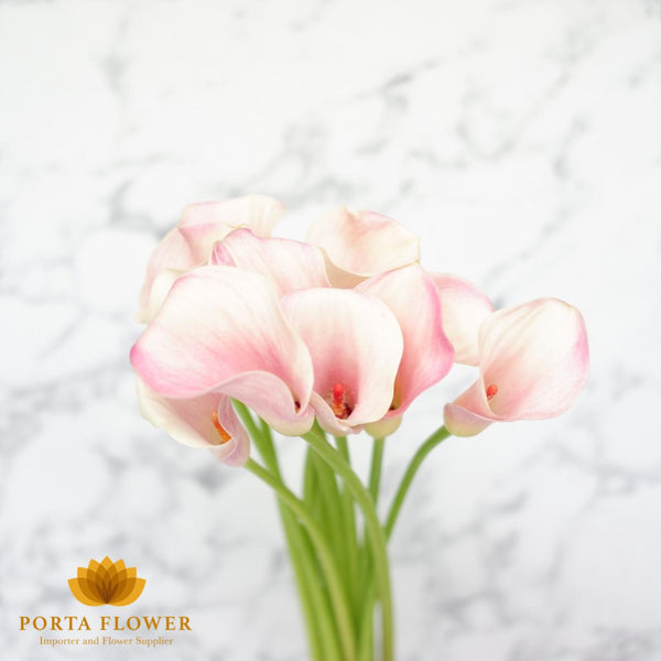 Calla Lily Pink Melody