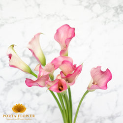 Calla lily captain romance