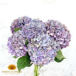 Hydrangea rodeo classic copper