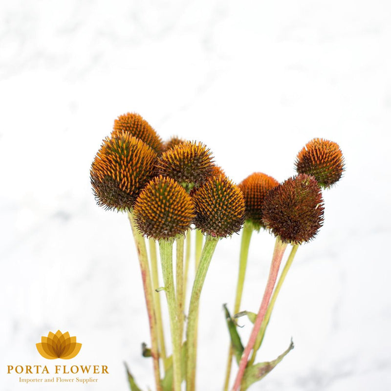 Echinacea purpurea