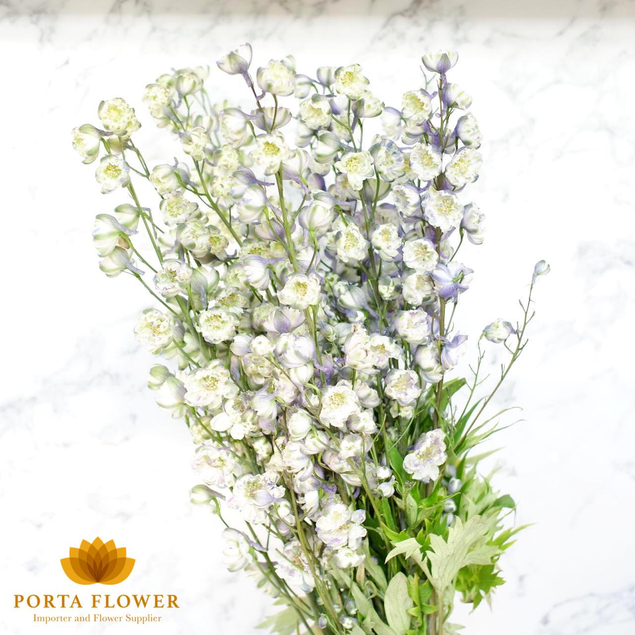Delphinium el la boheme