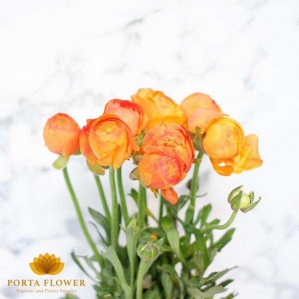 Ranunculus orange