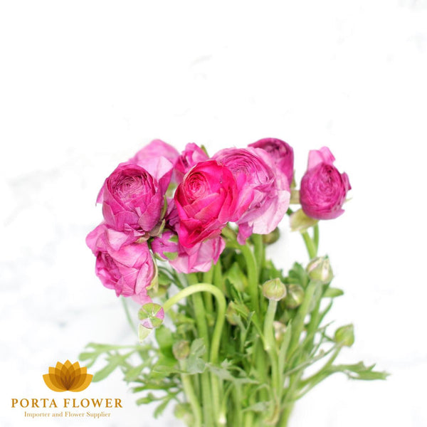 Ranunculus hot pink