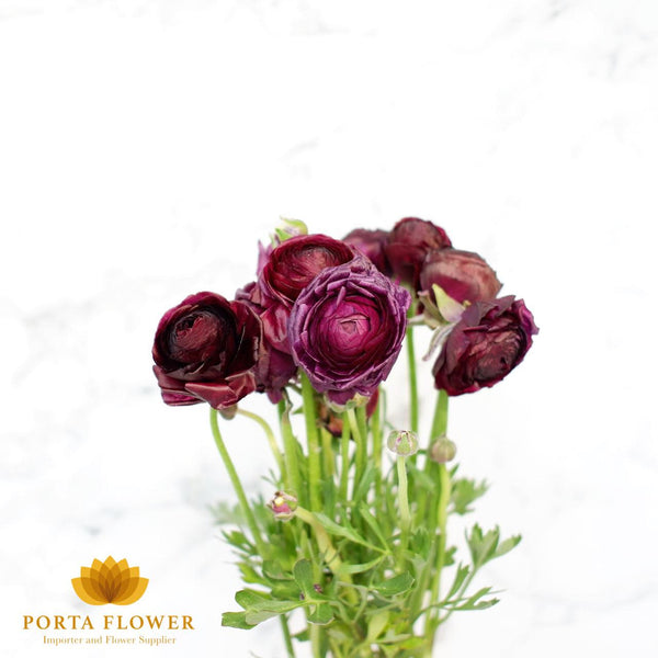 Ranunculus burgundy