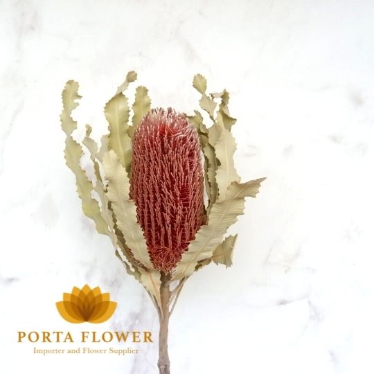 dried banksia red