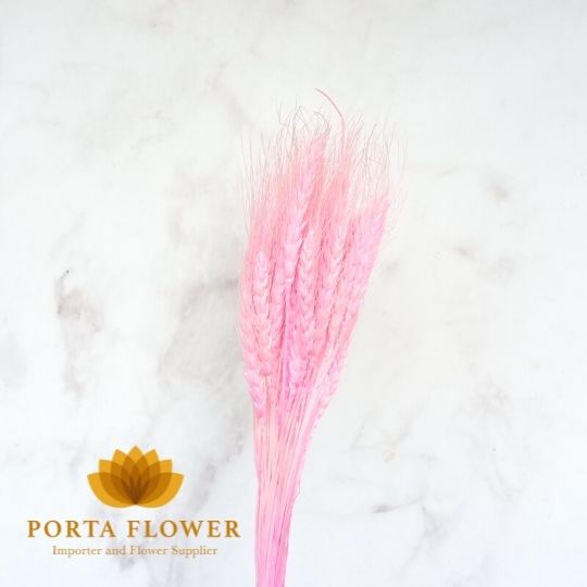 dried triticum pink