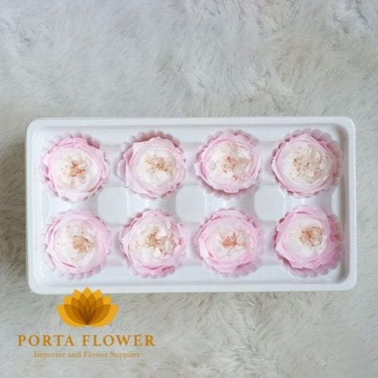 preserved rose austin white pink heart